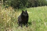 SCHIPPERKE 005